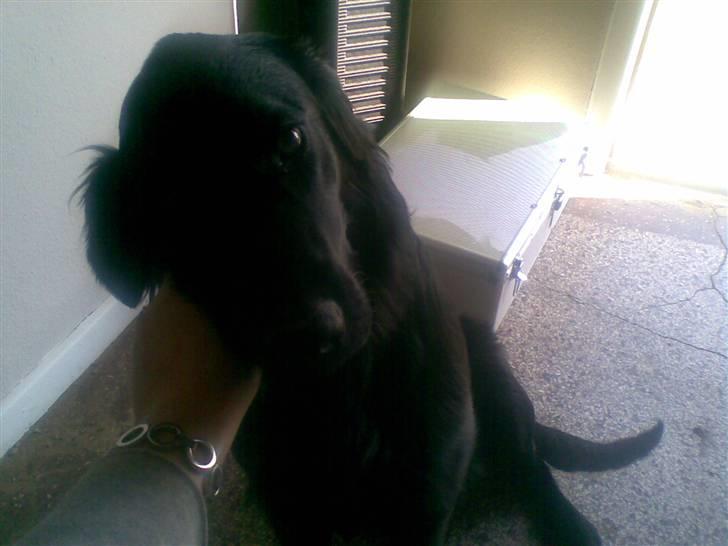 Flat coated retriever paco billede 10