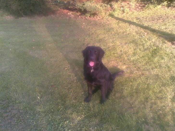 Flat coated retriever paco billede 11