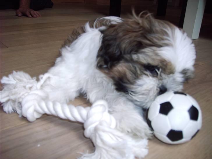 Shih tzu Diego - Min første dag i mit nye hjem billede 1