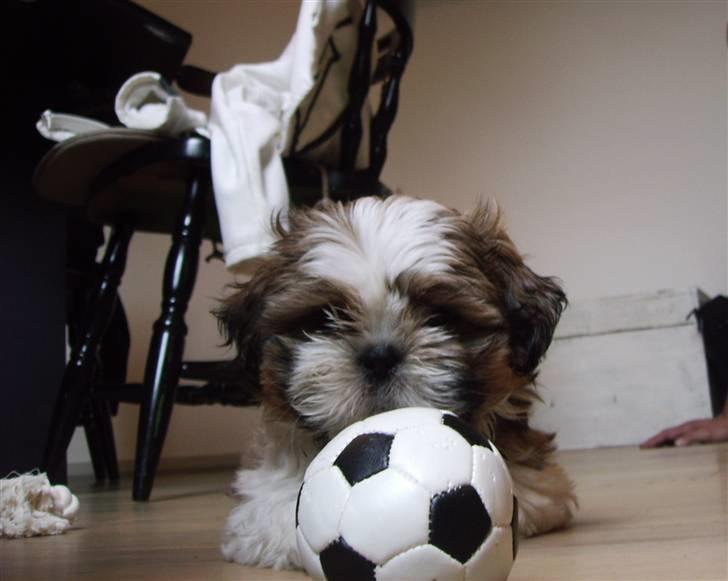 Shih tzu Diego billede 2