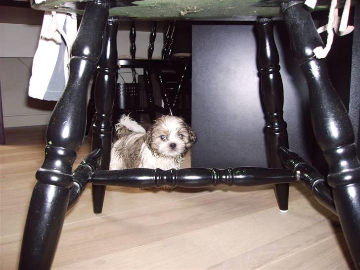 Shih tzu Diego - Efter bad billede 3