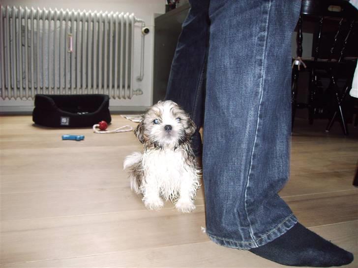 Shih tzu Diego - Efter bad billede 4