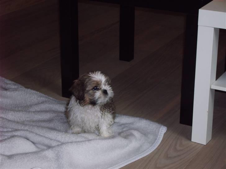 Shih tzu Diego billede 5