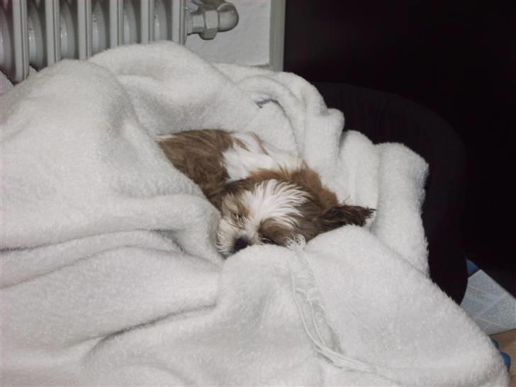 Shih tzu Diego - træt efter første dag hjemme billede 6