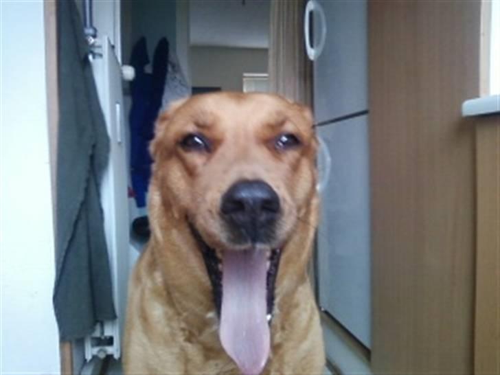 Blanding af racer Schila R.I.P 2010 billede 10