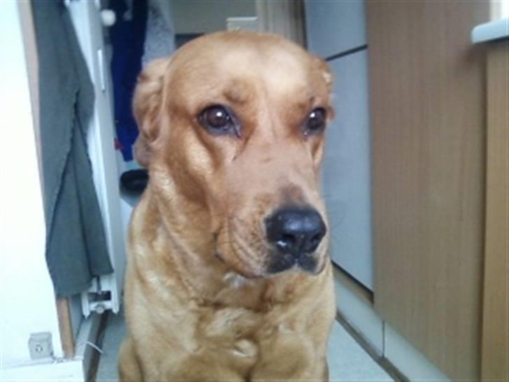 Blanding af racer Schila R.I.P 2010 billede 11