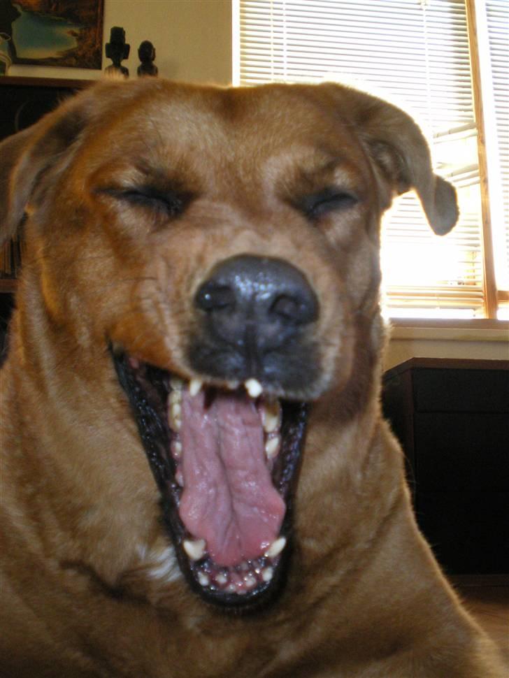 Blanding af racer Schila R.I.P 2010 billede 12