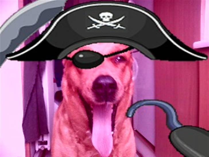 Blanding af racer Schila R.I.P 2010 billede 13