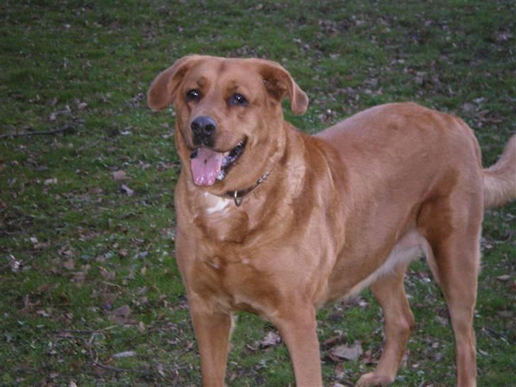 Blanding af racer Schila R.I.P 2010 billede 14