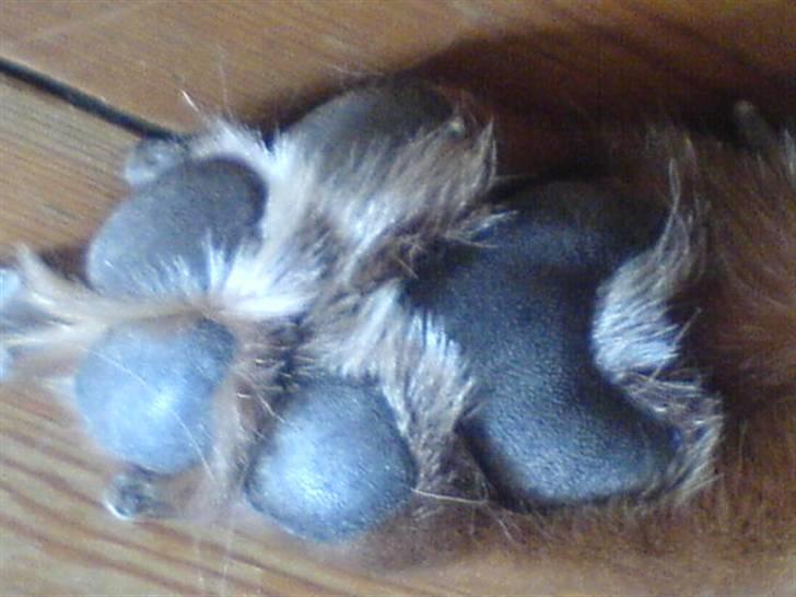 Blanding af racer Schila R.I.P 2010 billede 15