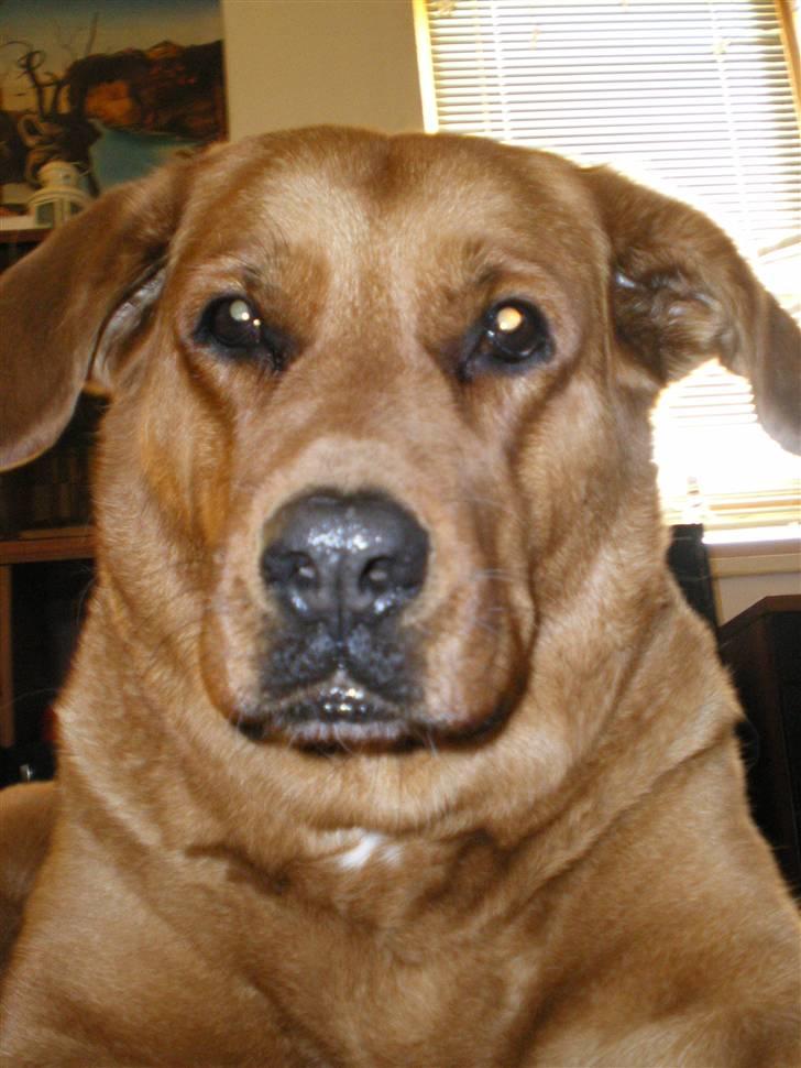 Blanding af racer Schila R.I.P 2010 billede 16