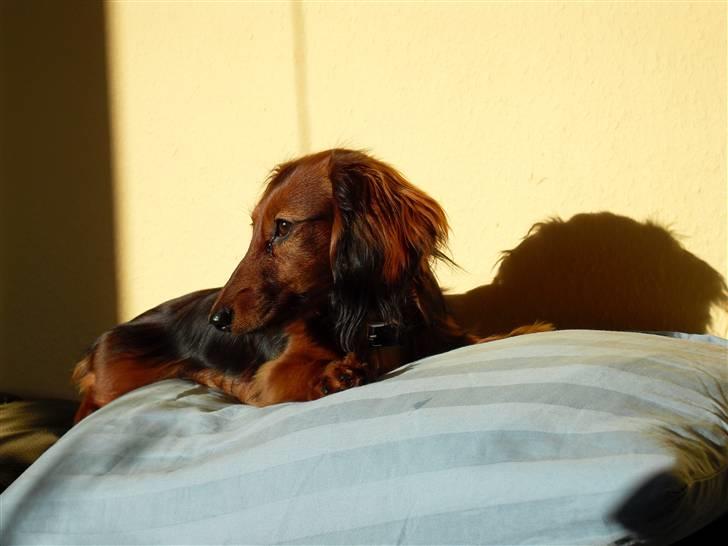 Miniature gravhund Tia - sol sol og atter sol, dejligt... billede 8