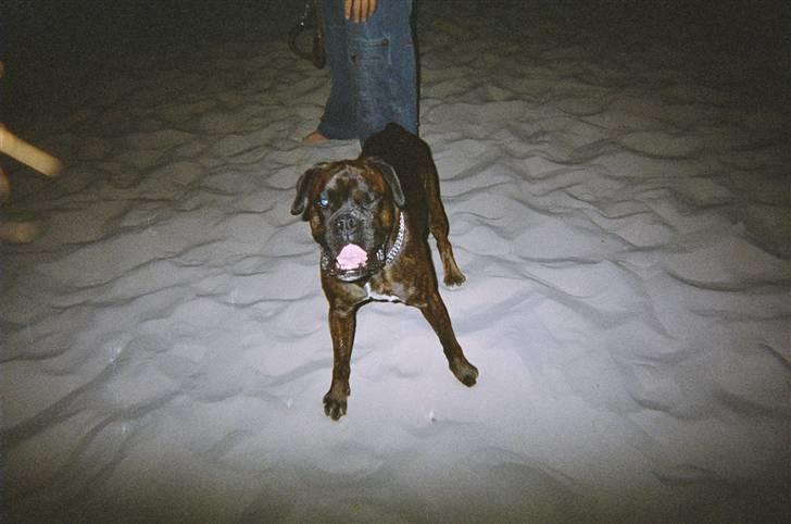 Boxer tyson - tyson 4år  20/9 08 billede 14