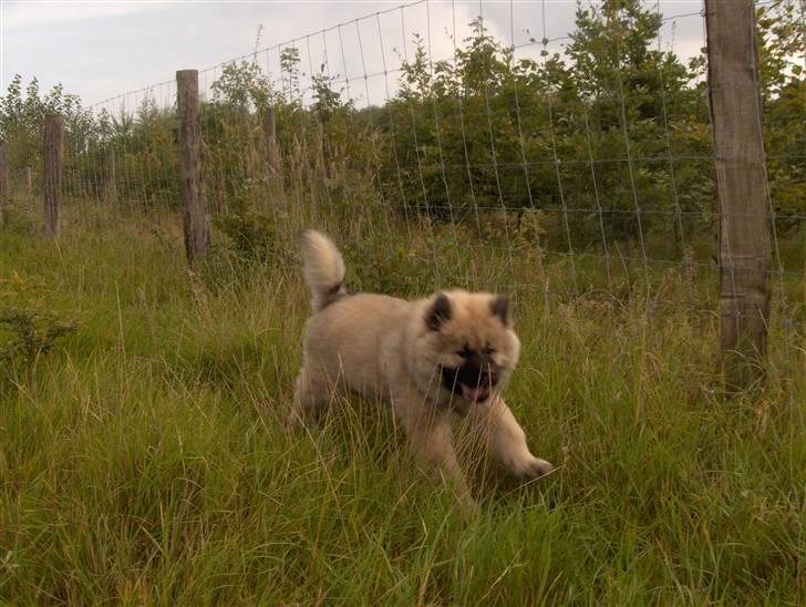 Eurasier Oskar (Blue Moon) - I Sebberup hundeskov billede 9