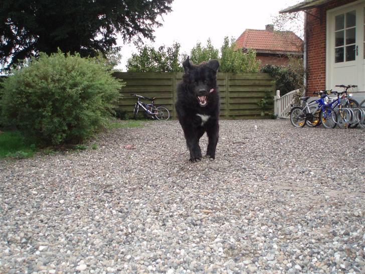 Newfoundlænder buster - "pas på nu kommer jeg" billede 18