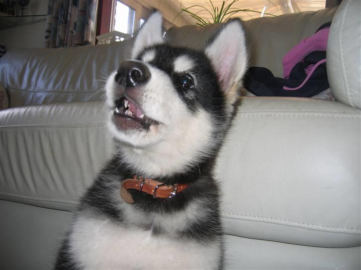 Alaskan malamute Kota*RIP* billede 1