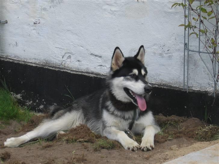 Alaskan malamute Kota*RIP* billede 2