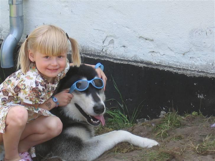 Alaskan malamute Kota*RIP* billede 3