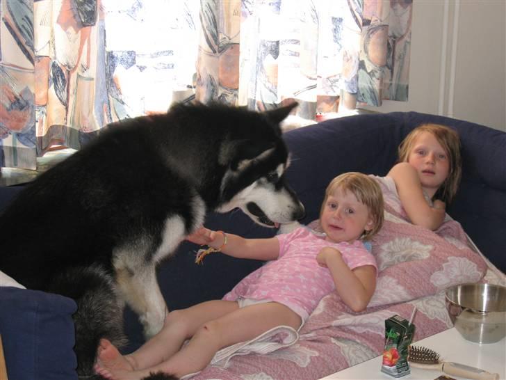 Alaskan malamute Kota*RIP* billede 4