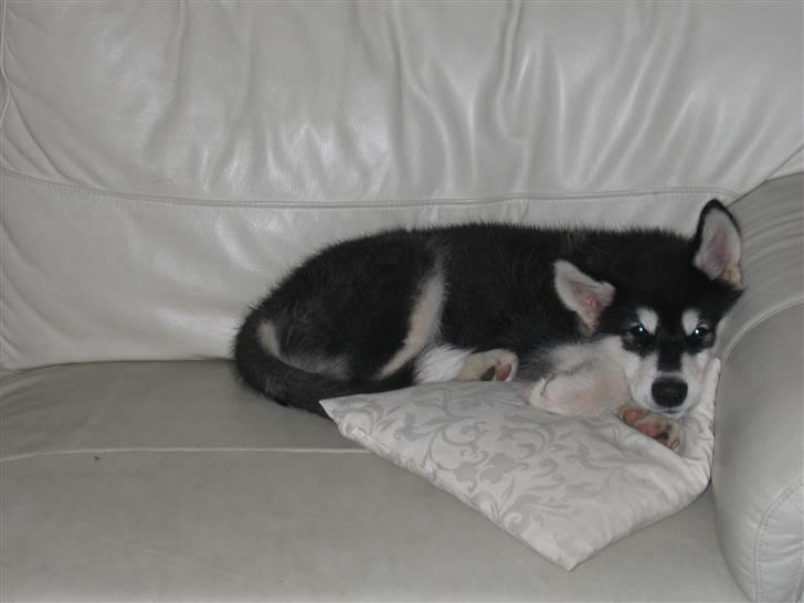 Alaskan malamute Kota*RIP* billede 6