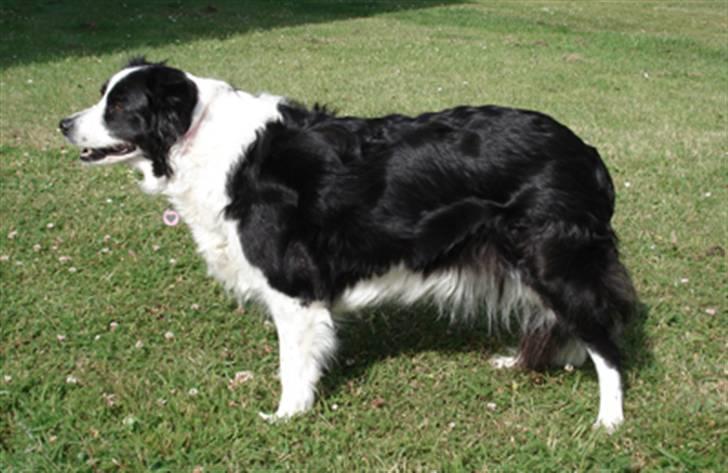 Border collie Tequila (1996-2009) - Tequila, sommeren 2008, 12 år gammel billede 7