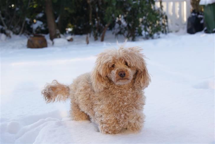 Toypuddel Dolly - Velkommen til dollys profil! billede 1