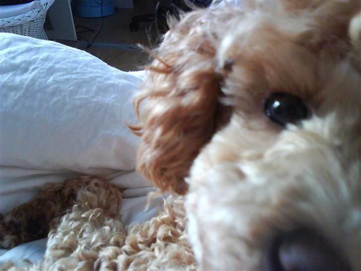 Toypuddel Dolly - halløj! billede 2