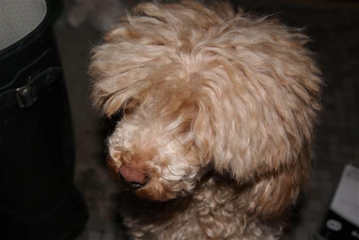 Toypuddel Dolly billede 3