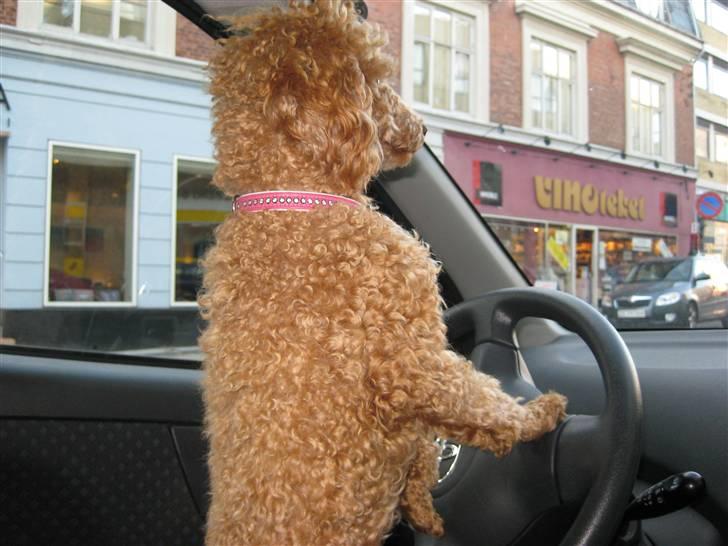 Toypuddel Dolly - skal jeg ik bare køre? billede 4