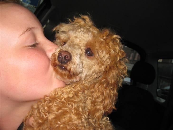 Toypuddel Dolly - ad ad ad :) billede 5