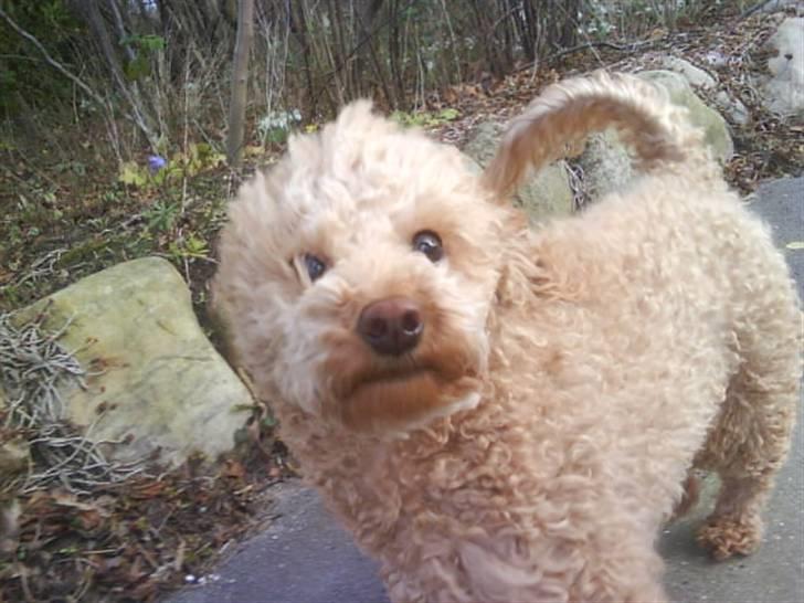 Toypuddel Dolly - sikke det blæser! billede 6