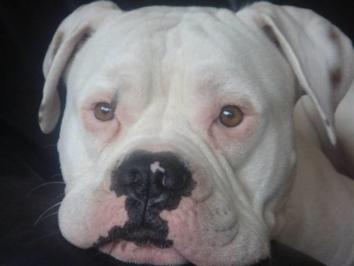 Amerikansk bulldog samson billede 1