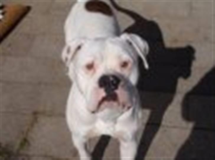 Amerikansk bulldog samson billede 2