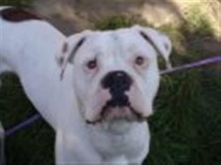 Amerikansk bulldog samson billede 3