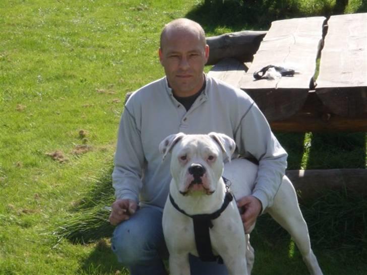 Amerikansk bulldog samson billede 4