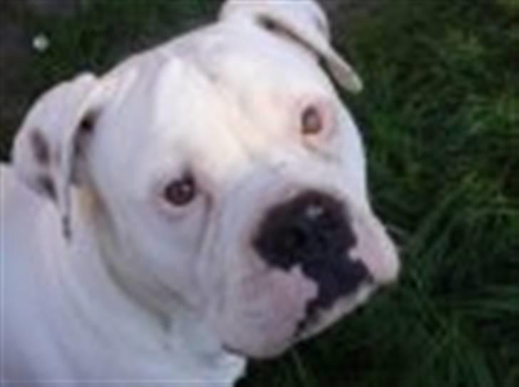 Amerikansk bulldog samson billede 5
