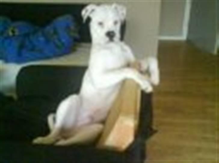 Amerikansk bulldog samson billede 6