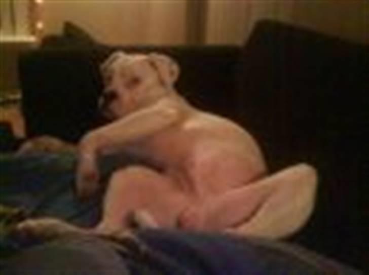 Amerikansk bulldog samson billede 7