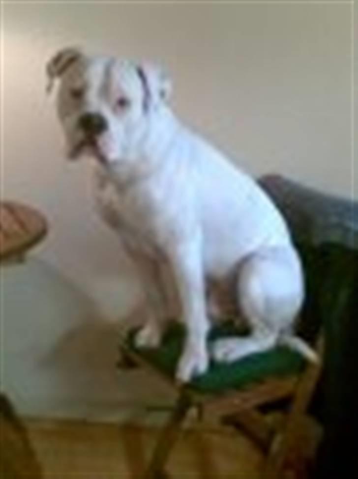 Amerikansk bulldog samson billede 8