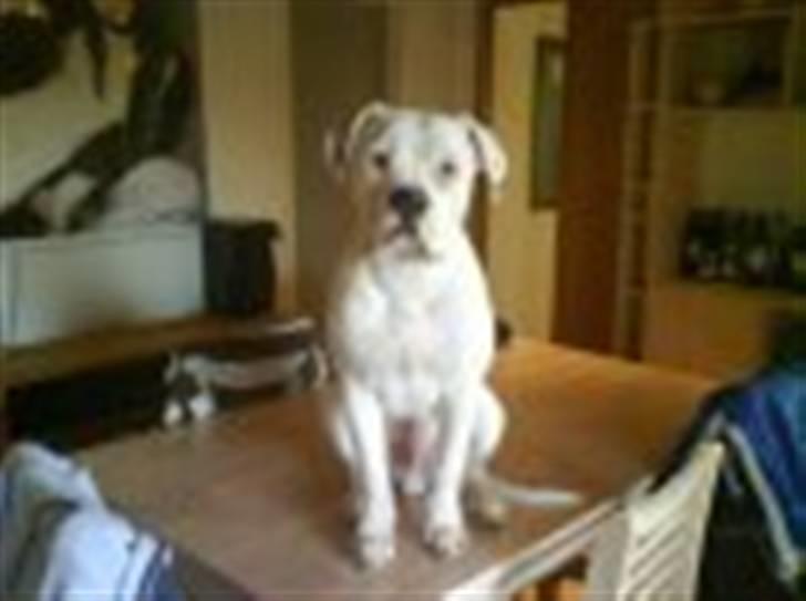 Amerikansk bulldog samson billede 9