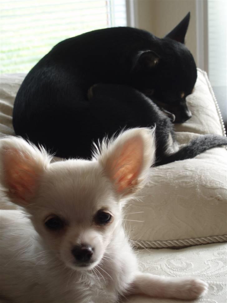 Chihuahua Loui - miin basse <33 ILU.. billede 1