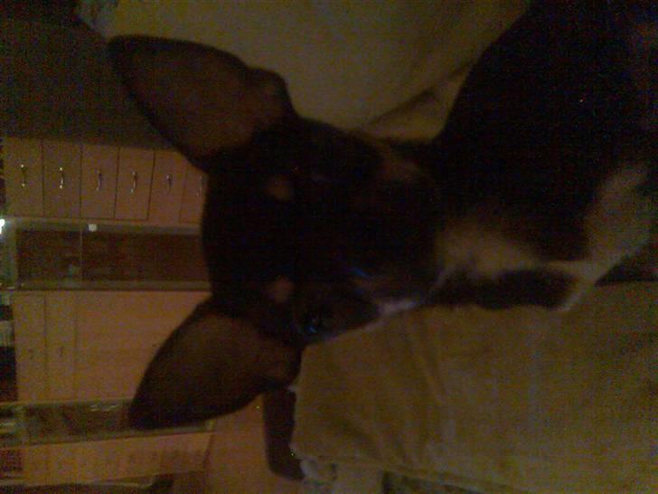 Chihuahua Loui - han er vist glad <33 :b billede 2