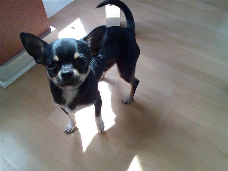 Chihuahua Loui - Han kigger´ billede 3