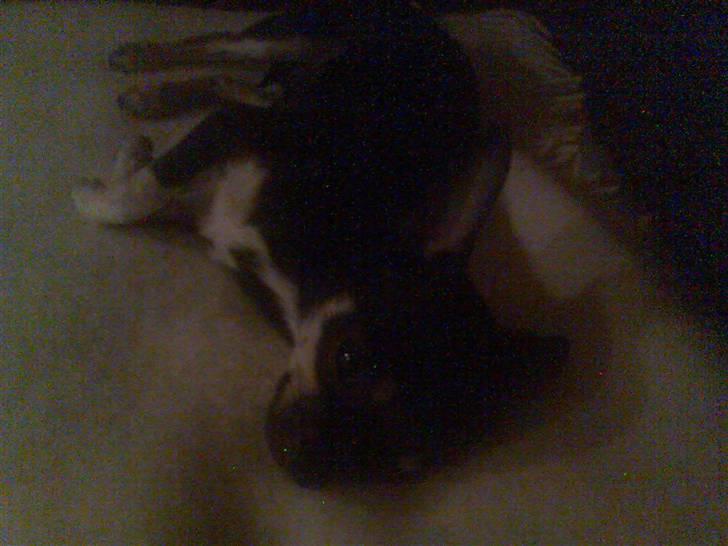 Chihuahua Loui - altså jeg sover lige!! <3 :b billede 4