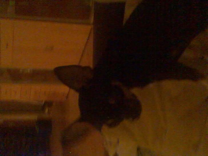 Chihuahua Loui - snakker du til mig? <33 :b billede 5