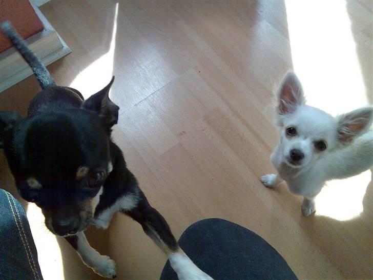 Chihuahua Loui - Loui & Bianca.. mine hundebasser..  billede 6