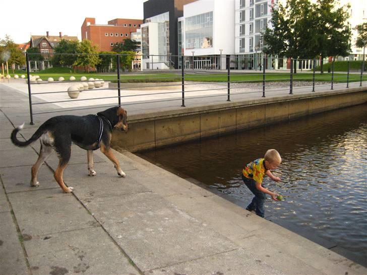 Blanding af racer Nuser - Nyt. billede 17