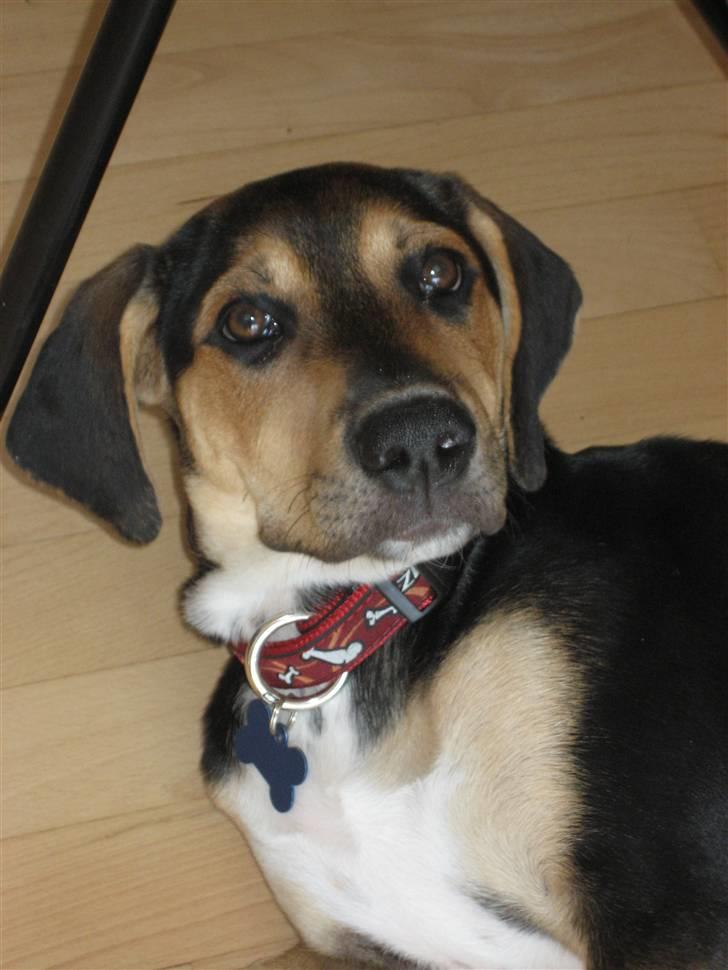 Blanding af racer Nuser billede 18