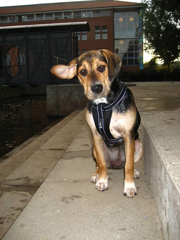 Blanding af racer Nuser - Nyt. Se mor, jeg kan næsten flyve. billede 19