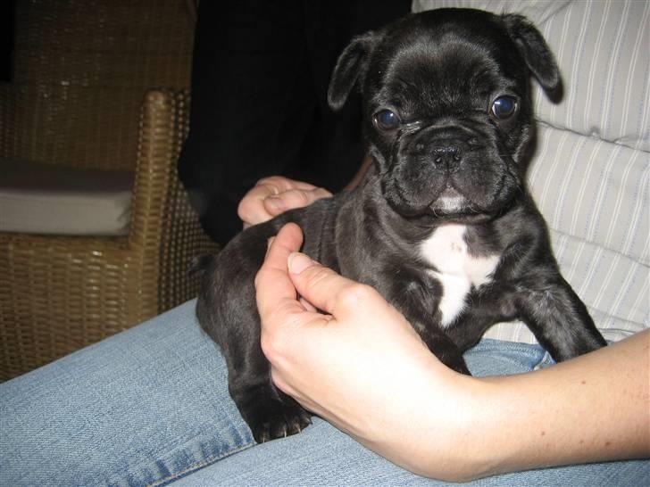 Fransk bulldog Berta billede 1